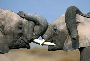 African Elephant - two males sparring Aboseli National Park, Kenya, Africa