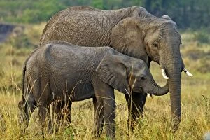 African Elephant - mother and young calf