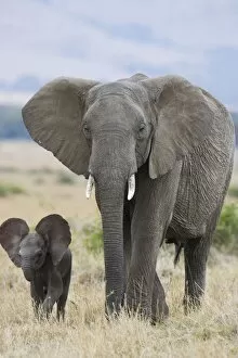 Images Dated 12th February 2006: African Elephant - mother and young calf (less than3 weeks old) - Masai Mara Conservancy - Kenya