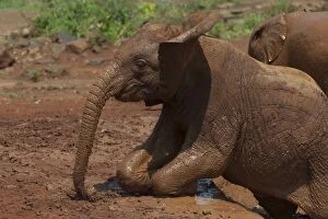 Images Dated 6th December 2010: African Elephant - mudbathing