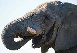 Bulls Prints: African Elephant - in musth Etosha National Park, Namibia