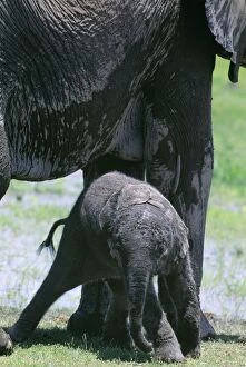African Elephant - newborn attempting to stand (2 hours old) by mother