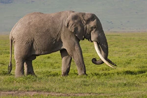 Africana Gallery: African elephant, Ngorongoro Conservation