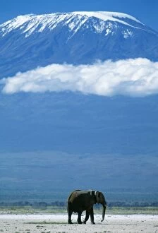 Landscapes Collection: AFRICAN ELEPHANT - old bull, with Mt. Kilimanjaro in distance