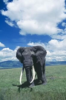 Images Dated 6th October 2005: African Elephant - Old male. Ngorongoro Crater, Tanzania