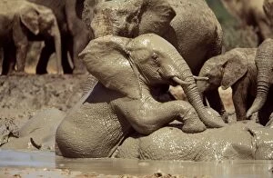 African ELEPHANT - playing piggyback in muddy water, Endangered species
