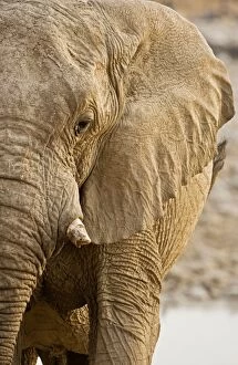 Images Dated 23rd September 2009: African Elephant - Portrait