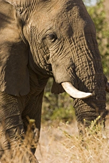 Images Dated 6th May 2007: African Elephant - Portrait of a desert adapted bull Huab River, Damaraland, Western Namibia, Africa