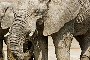 Images Dated 24th September 2009: African Elephant - Portrait while drinking - head and shoulder - Etosha National Park - Namibia