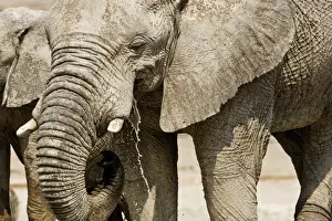 African Elephant - Portrait while drinking - head and shoulder - Etosha National Park - Namibia - Africa