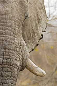 Images Dated 29th September 2009: African Elephant - Portrait - Etosha National Park - Namibia - Africa