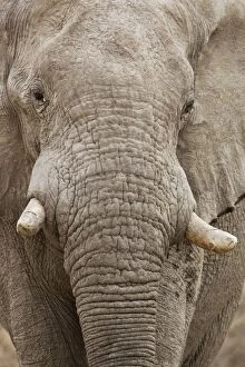 Images Dated 29th September 2009: African Elephant - Portrait - Etosha National Park - Namibia - Africa