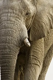 African Elephant - Portrait - Etosha National Park - Namibia - Africa