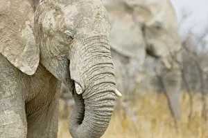 African Elephant - Portrait while feeding - Etosha National Park - Namibia - Africa