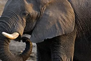 Images Dated 30th September 2009: African Elephant - Portrait side profile head and shoulder - Etosha National Park - Namibia - Africa