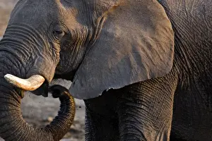Muddy Prints: African Elephant - Portrait side profile head and shoulder - Etosha National Park - Namibia - Africa
