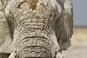 Images Dated 24th September 2009: African Elephant - Portrait showing dried mud on the forehead - Etosha National Park - Namibia
