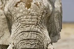 Winkles Prints: African Elephant - Portrait showing dried mud on the forehead - Etosha National Park - Namibia - Africa