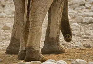 African Elephant - Portrait of trunk and feet - Etosha National Park - Namibia - Africa
