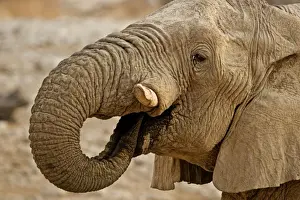 African Elephant - Portrait whilst drinking - Etosha National Park - Namibia - Africa