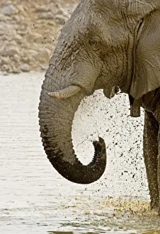 Spraying Prints: African Elephant - Portrait whilst spraying mud - Etosha National Park - Namibia - Africa