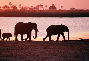 Silhouettes Prints: African Elephant PS 8079 Sunset, Botswana, Africa. © Peter Steyn / ardea. com