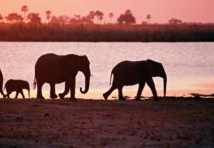 Images Dated 2nd December 2007: African Elephant PS 8079 Sunset, Botswana, Africa. © Peter Steyn / ardea.com