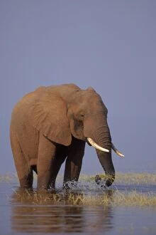 African Elephant - Pulling up grass growing along shore of Lake Kariba