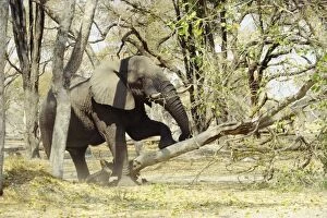 Images Dated 20th October 2010: African Elephant - pushing down tree - Botswana - Africa