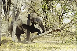 Power Prints: African Elephant - pushing down tree - Botswana - Africa