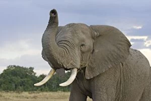 Maasai Mara Collection: African Elephant - with raised trunk - Masai Mara Triangle - Kenya