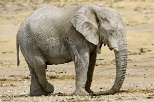 African Elephant - at rest with a tracking collar around its neck - Etosha National Park - Namibia - Africa