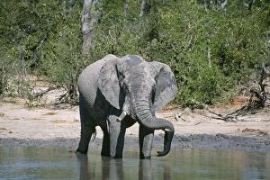 African Elephant - resting trunk on tusk
