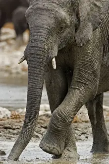 Scratching Prints: African Elephant - rubbing its front legs - Etosha National Park - Namibia - Africa