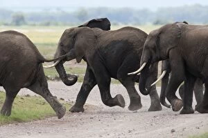 African Elephant - running across road