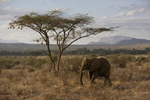 Samburu Gallery: African Elephant at Samburu NP, Kenya