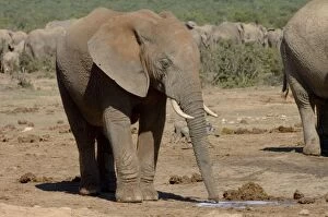 African Elephant scenting puddle of urine deposited by another herd member