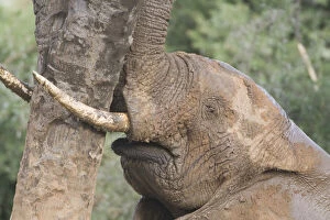 African Elephant scratches against tree