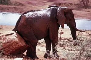 Bottom Gallery: AFRICAN ELEPHANT - scratching bottom on rock