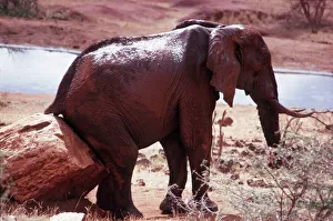 Grooming Gallery: AFRICAN ELEPHANT - scratching bottom on rock