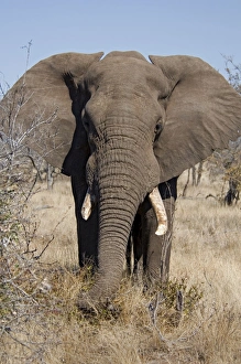 Images Dated 25th July 2010: African Elephant - selecting vegetation to eat