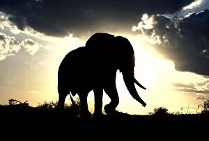 Elephants Collection: African Elephant - silhouetted against sunset. Africa