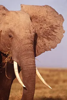 AFRICAN ELEPHANT - Single Bull showing tusks