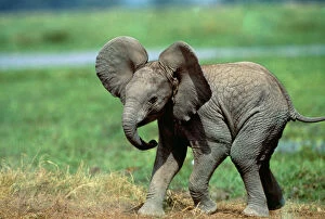 African Elephant - single calf