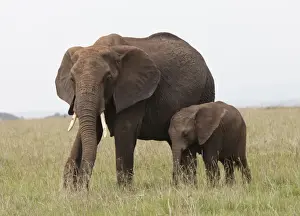 African Elephant - single cow with young calf - Masai Mara Game Reserve - Kenya