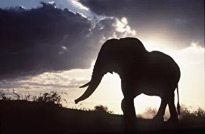 Stand Out Collection: African ELEPHANT - single, silhouette