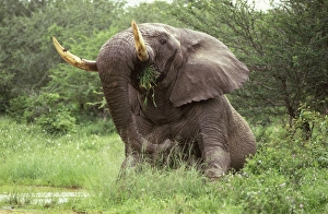 African Elephant - Sitting in the middle of the track feeding on grass African Elephant - Sitting in the middle of the track feeding on grass