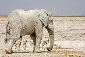 Images Dated 24th September 2009: African Elephant - with Springbok in background - Etosha National Park - Namibia - Africa
