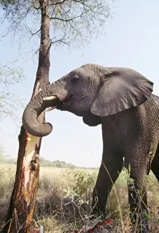 African Elephant - stripping bark Botswana, Africa