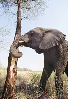 African ELEPHANT - stripping bark to eat